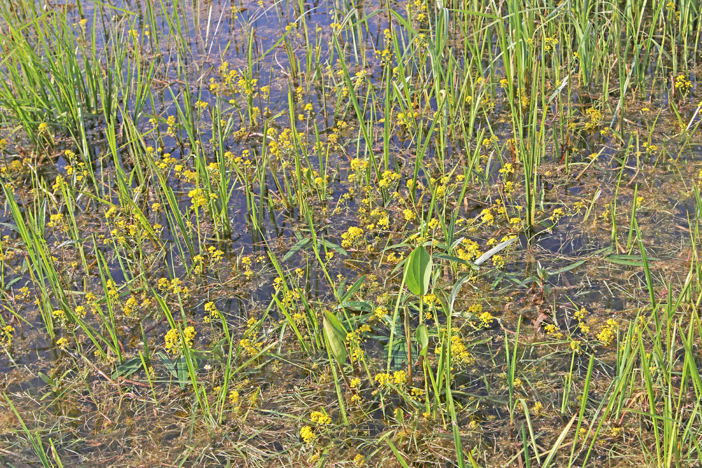 Image of Rorippa amphibia specimen.