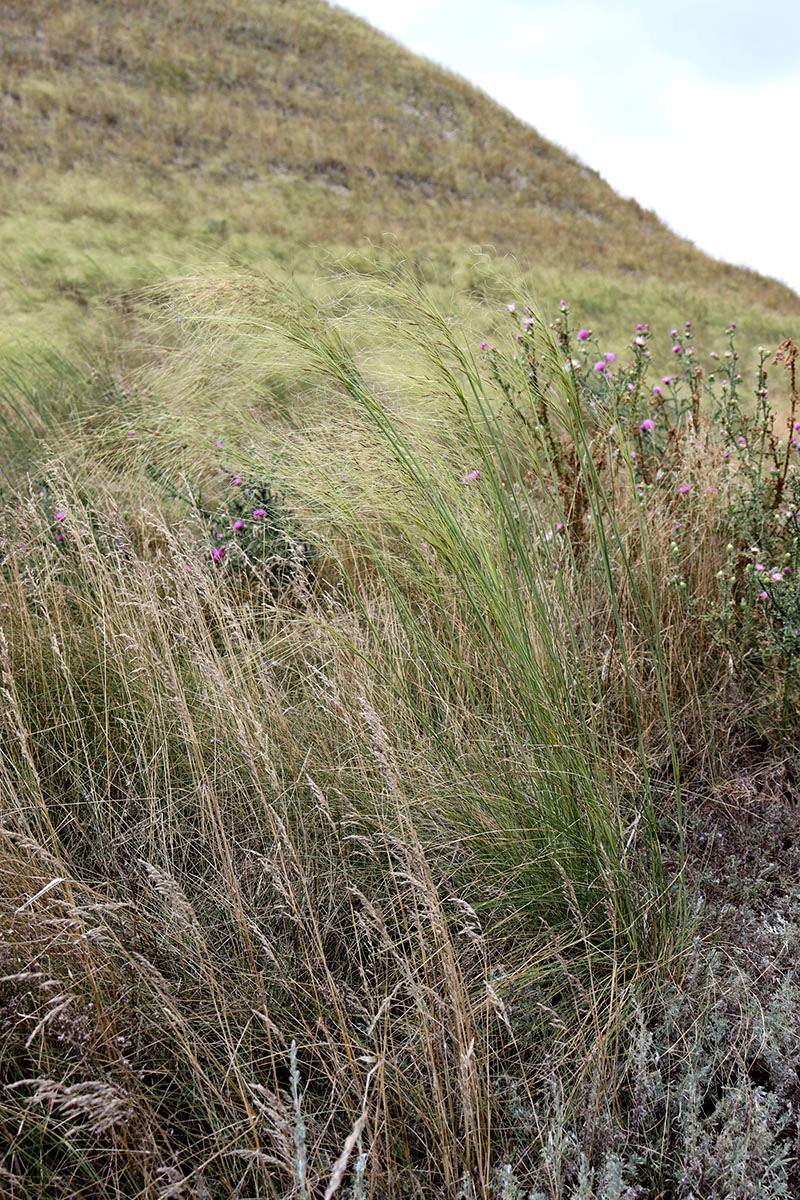 Image of genus Stipa specimen.