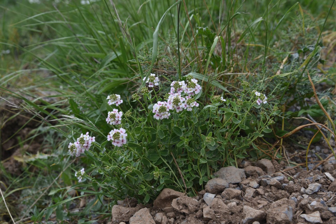 Изображение особи порядок Capparales.