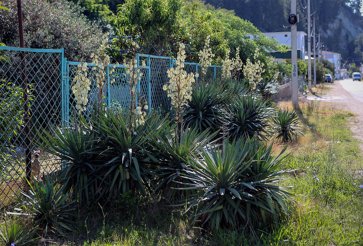 Image of Yucca gloriosa specimen.