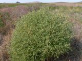 Atriplex sphaeromorpha. Астраханская обл., Богдинско-Баскунчакский солянокупольный р-н, ур. Шарбулак, 16.09.2009.А. Лактионов. На заднем плане гора Б. Богдо.