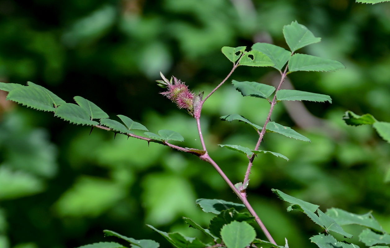 Изображение особи Rosa bella.