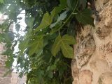 Ficus carica. Часть побега. Турция, ил Мардин, г. Мидьят, на каменной стене. 26 мая 2025 г.