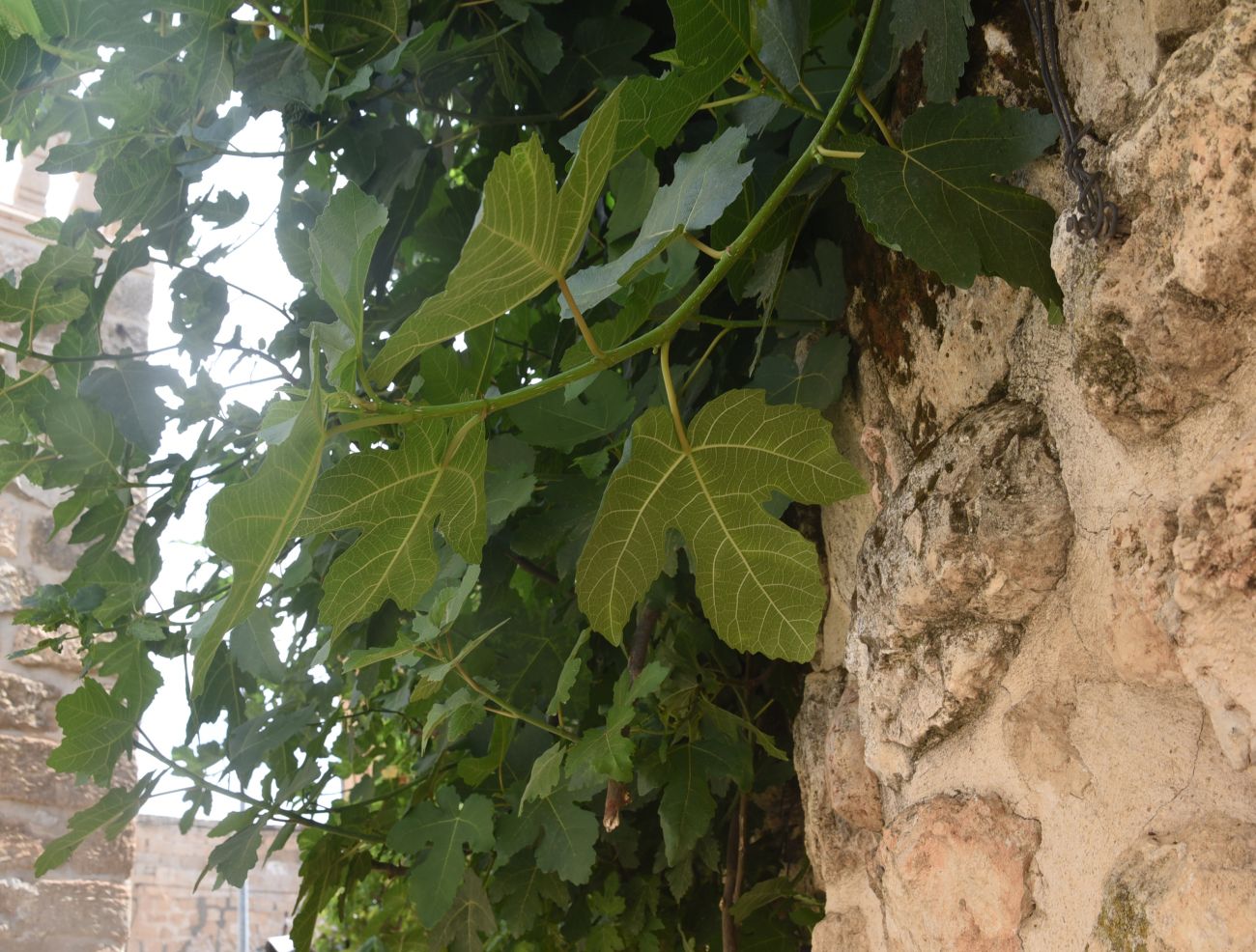 Image of Ficus carica specimen.
