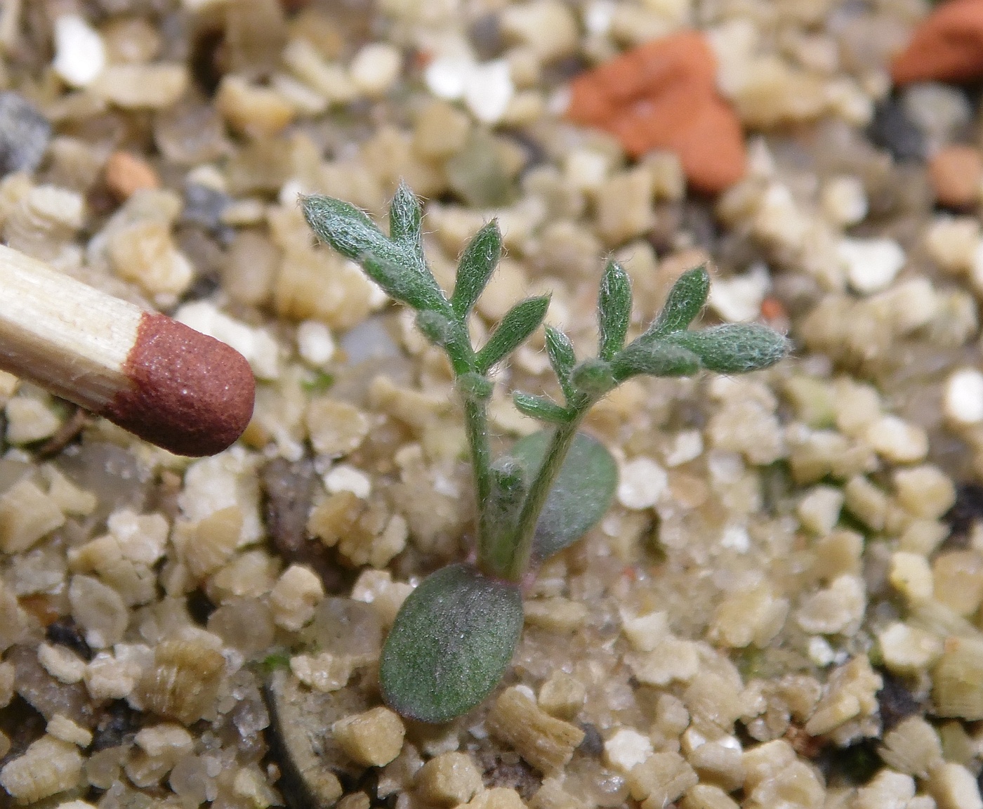 Image of Anthemis marschalliana specimen.