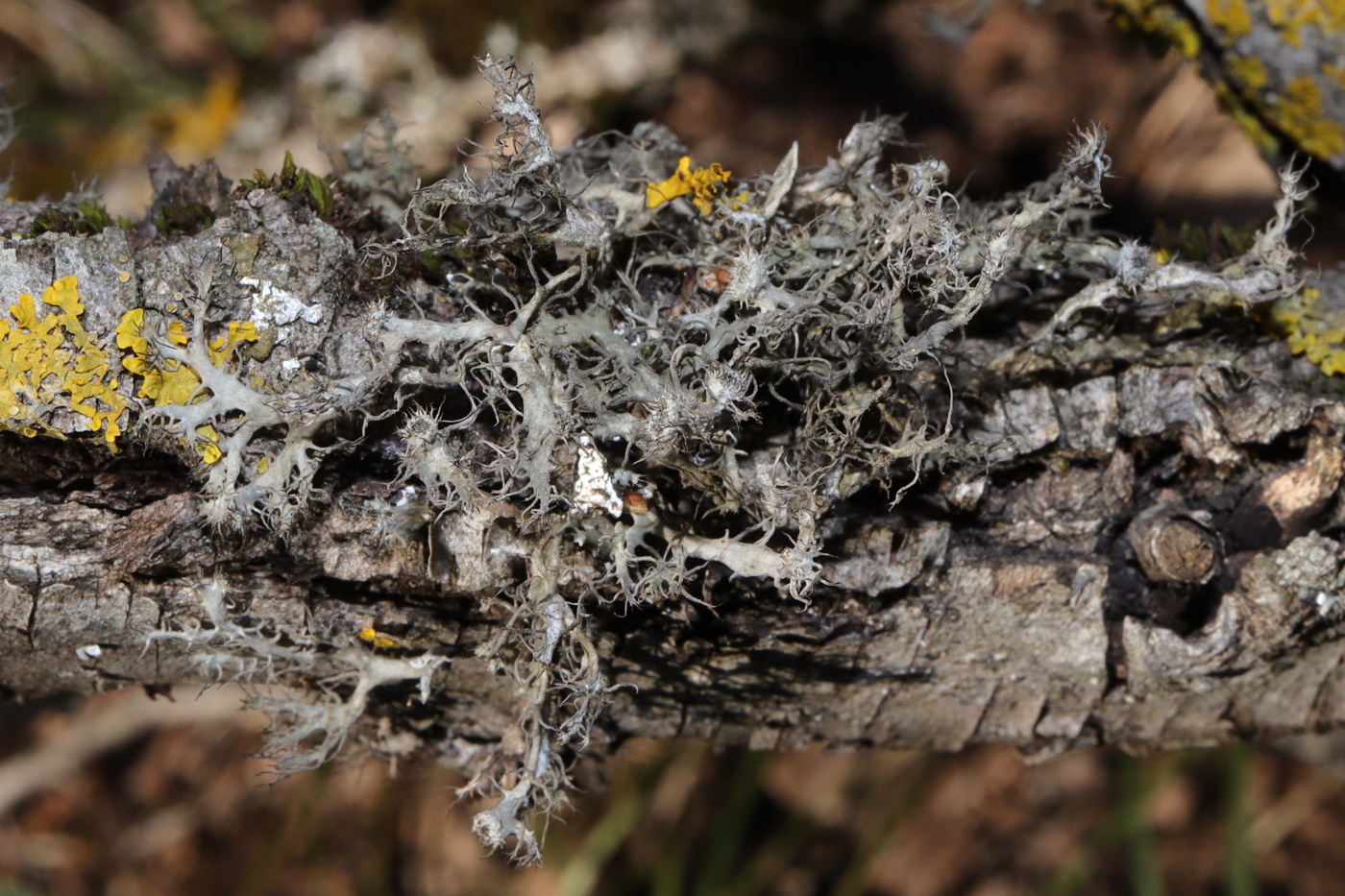 Image of Anaptychia setifera specimen.