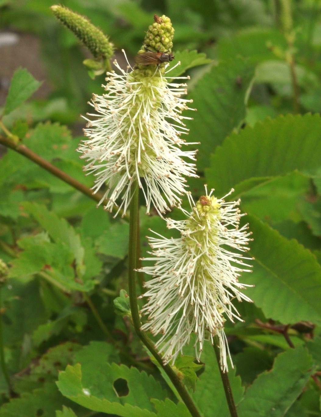 Изображение особи Sanguisorba stipulata.