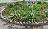 Yucca filamentosa. Вегетирующие растения, с загнутыми после зимы листьями. Волгоград, ул. Бутурлиновская, рядом с клубом \"Волго-Дон\". 12.04.2026.