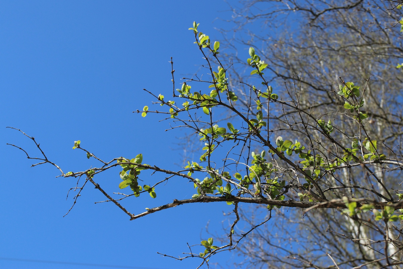 Image of Lonicera tatarica specimen.