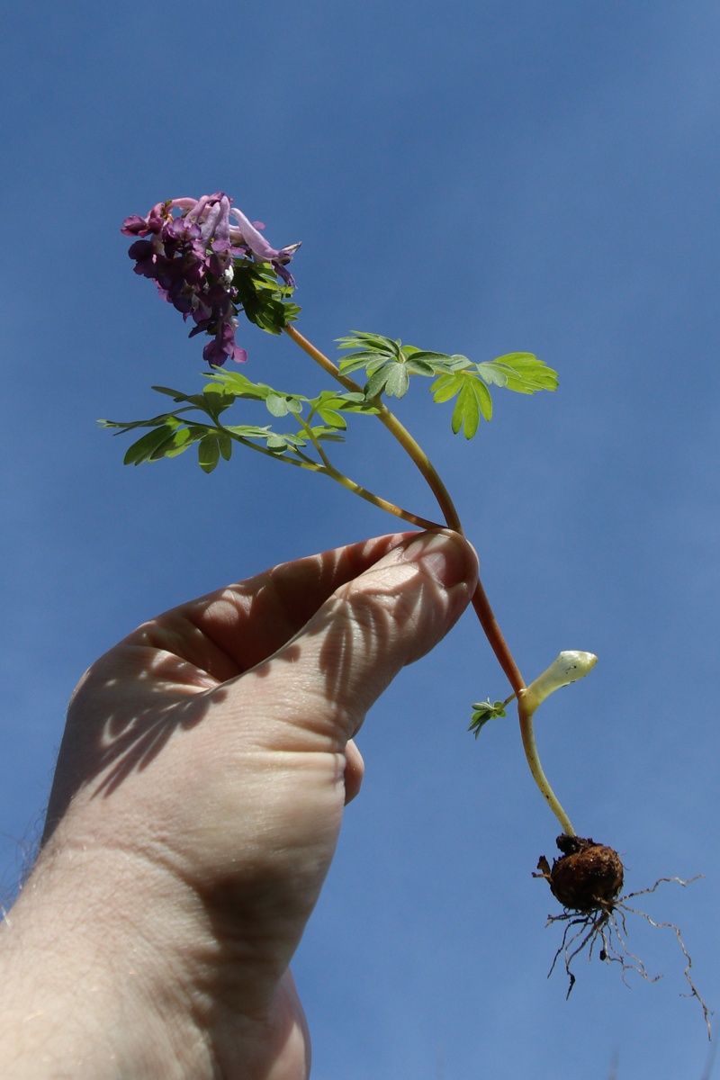 Image of Corydalis solida specimen.