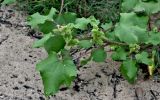 Xanthium orientale. Верхушка побега с соплодиями. Португалия, округ Лиссабон, устье р. Сизандру, окраина песчаного пляжа. 23.08.2025.