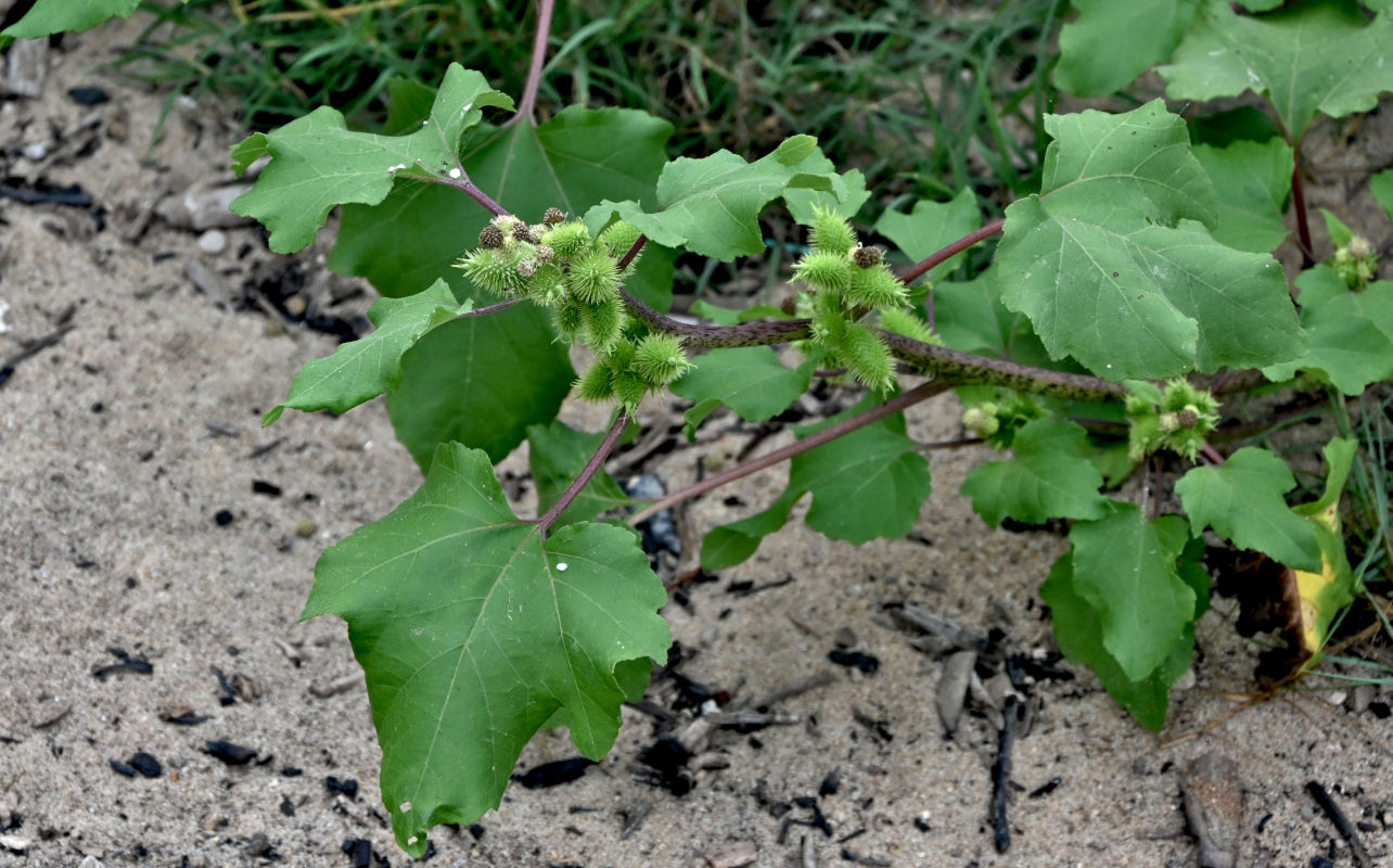 Image of Xanthium orientale specimen.