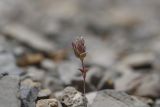 Nepeta bracteata