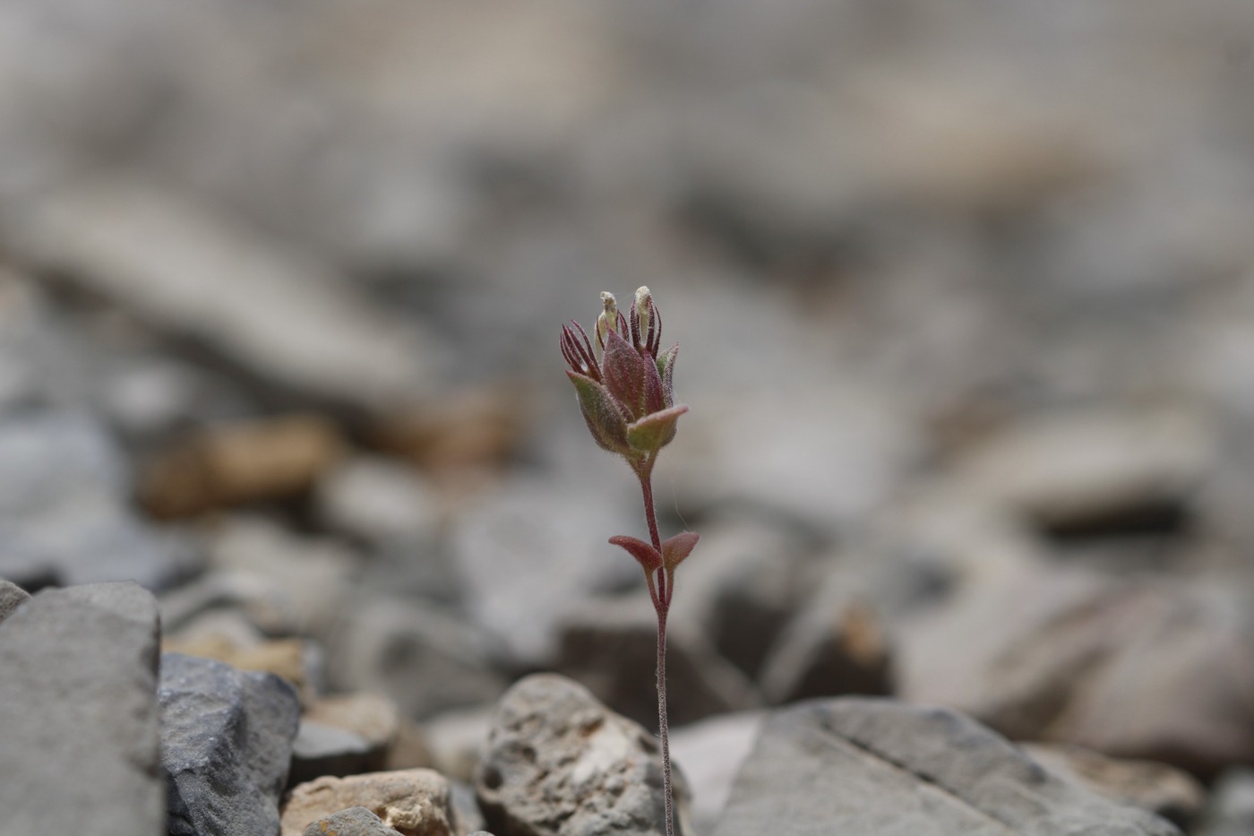 Image of Nepeta bracteata specimen.