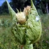 Cirsium oleraceum