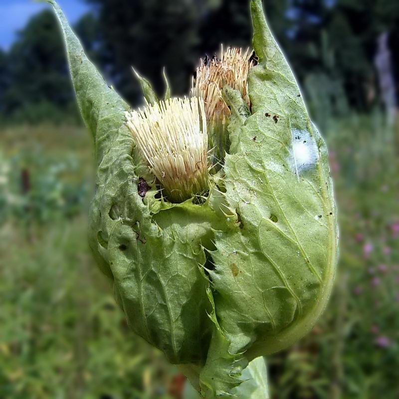 Изображение особи Cirsium oleraceum.