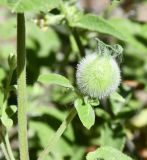 Salvia willeana