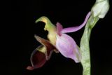 Ophrys oestrifera. Цветок. Краснодарский край, г/о Новороссийск, Раевский с/о, окр. станицы Раевская, 56 м выс., н. у. м., ясенево-кленово-грабовый лес в пойме притока р. Маскага. 23.05.2025.