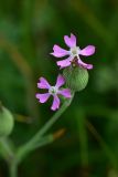 genus Pleconax