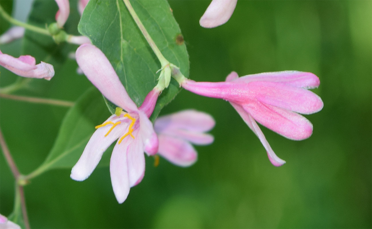 Image of Lonicera tatarica specimen.