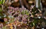 genus Daucus. Верхушка листа. Португалия, округ Бежа, мыс Сардао, заросли кустарников. 06.06.2026.