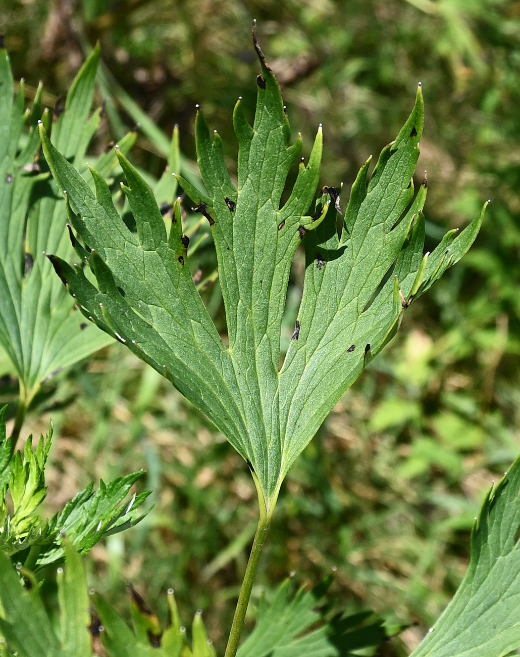 Изображение особи Delphinium cuneatum.