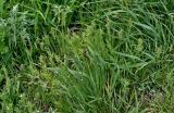 Poa bulbosa subspecies vivipara. Цветущие растения. Липецкая обл., Елецкий р-н, дол. р. Воргол, луг. 09.05.2026.