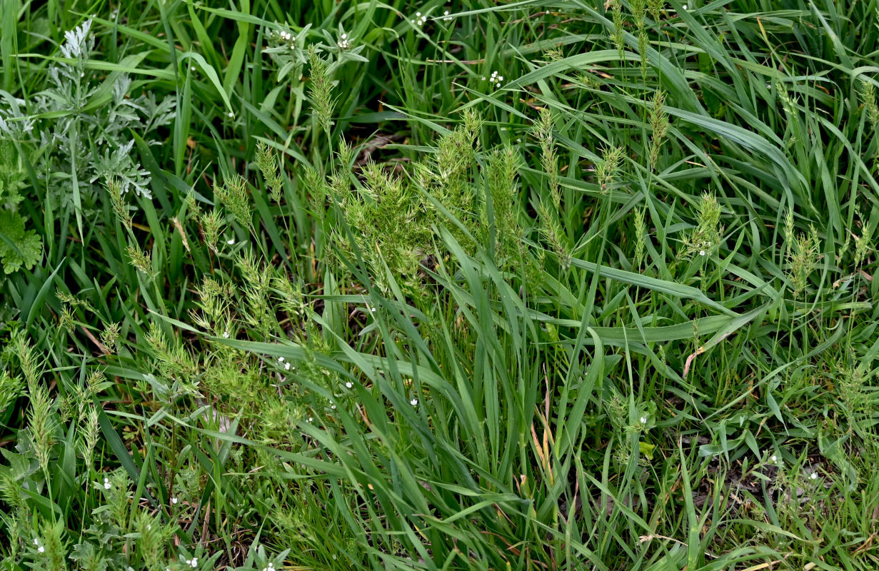 Image of Poa bulbosa ssp. vivipara specimen.