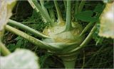Brassica oleracea variety gongylodes. Побег с основаниями листьев. Московская обл., Раменский р-н, окр. дер. Хрипань, садовый участок. 03.09.2026.