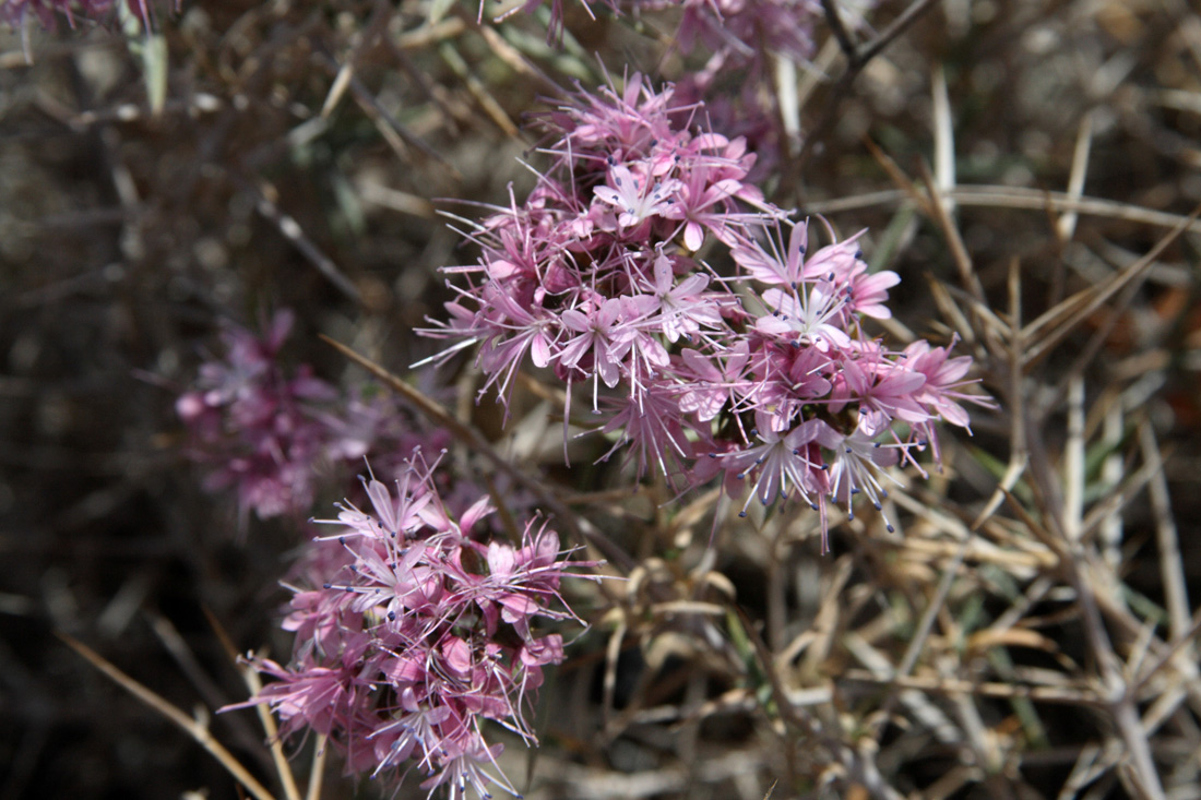 Изображение особи Acanthophyllum pungens.