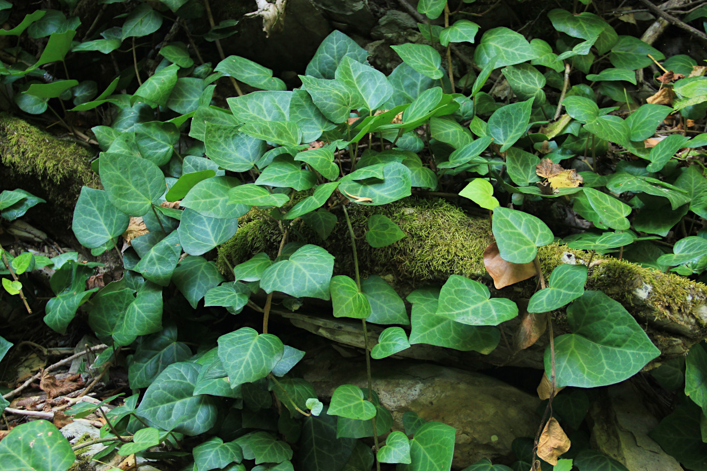 Image of Hedera colchica specimen.