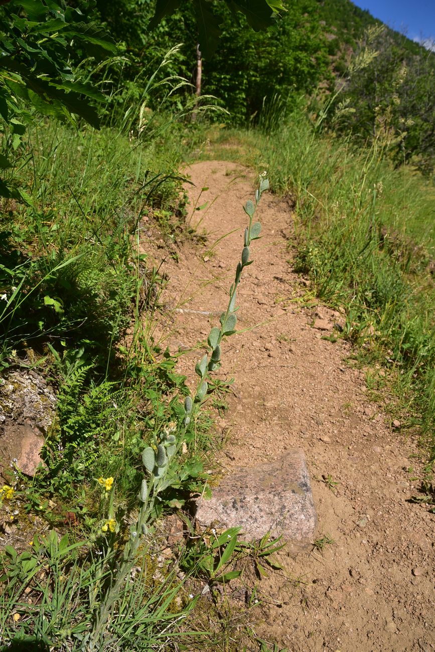 Image of Unknown species specimen.