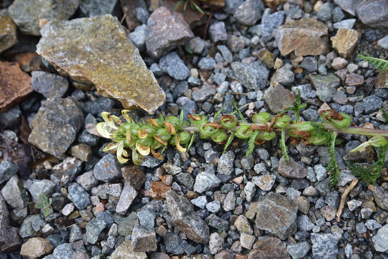 Image of genus Pedicularis specimen.