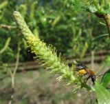 Salix triandra