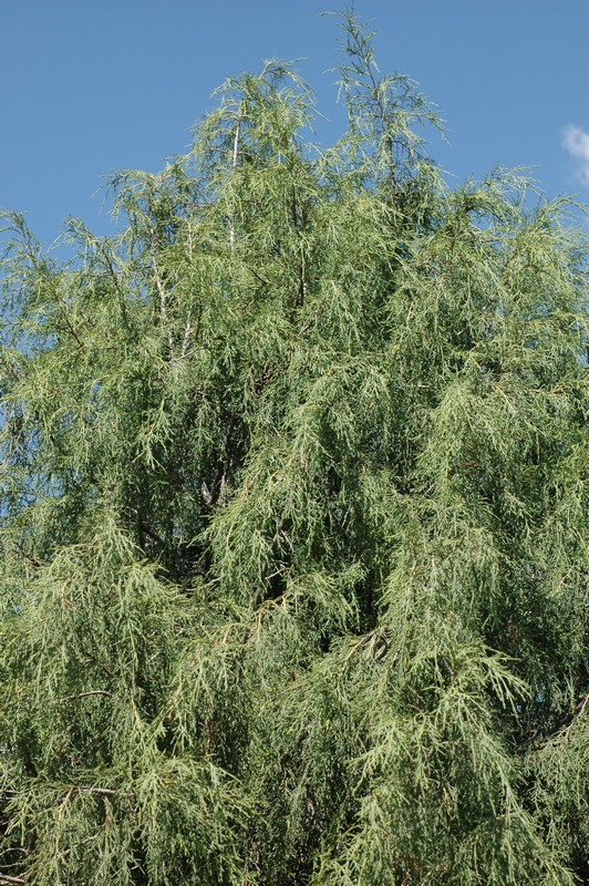 Image of Juniperus seravschanica specimen.