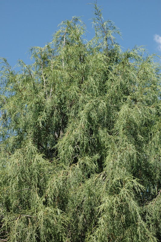 Image of Juniperus seravschanica specimen.