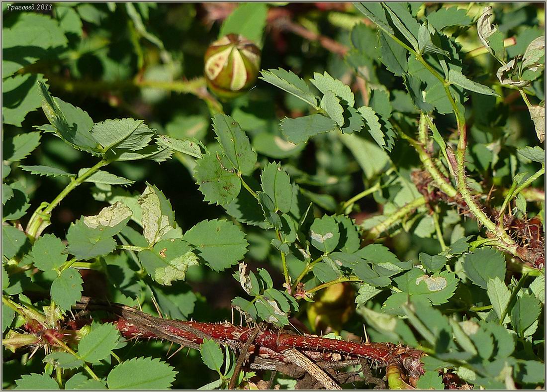 Image of Rosa spinosissima specimen.