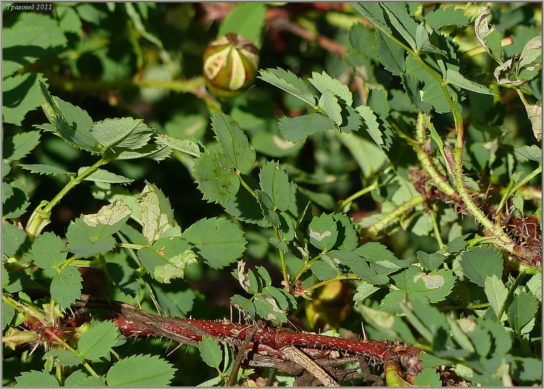 Изображение особи Rosa spinosissima.