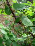 Ribes hispidulum