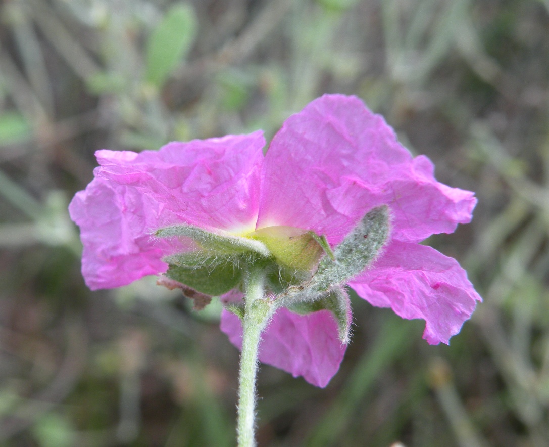 Изображение особи Cistus tauricus.