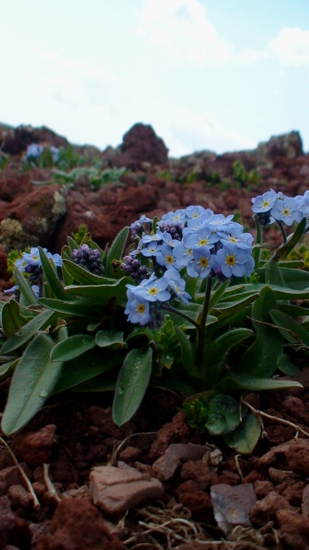 Изображение особи Myosotis superalpina.