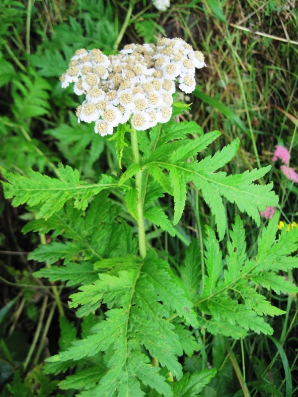 Image of Pyrethrum macrophyllum specimen.