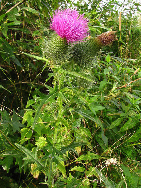 Image of Cirsium vulgare specimen.