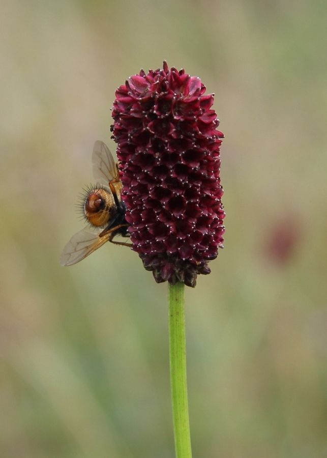 Image of Sanguisorba officinalis specimen.