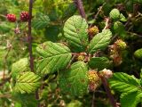 Rubus ulmifolius. Лист и незрелые плоды. Испания, Страна Басков, Арратия, сельское поселение Альсусте. Август 2011 г.