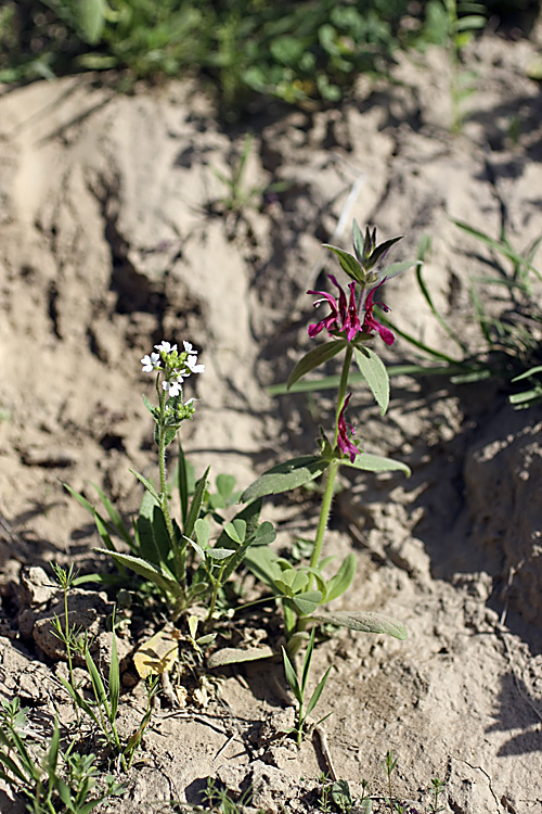 Изображение особи Hypogomphia purpurea.