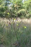 Oenothera biennis. Цветущее и плодоносящее растение. Ростовская обл., Усть-Донецкий р-н, окр. станицы Усть-Быстрянская. 25.09.2011.