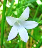 Campanula patula. Цветок, белоцветковая форма. Ярославская обл., Некоузский р-н, дер. Кашеварка, лесная опушка. 23.06.2011.