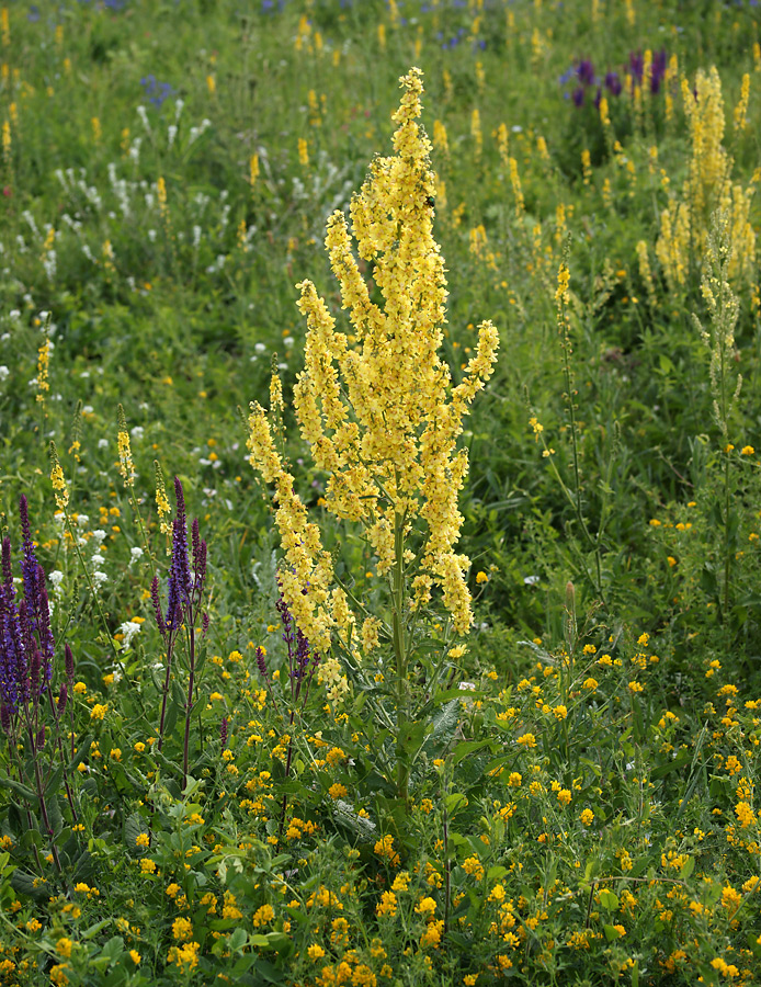 Image of Verbascum lychnitis specimen.