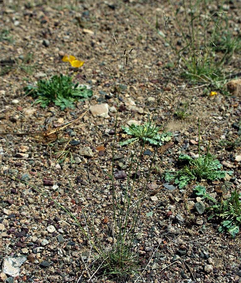 Image of Poa bulbosa specimen.